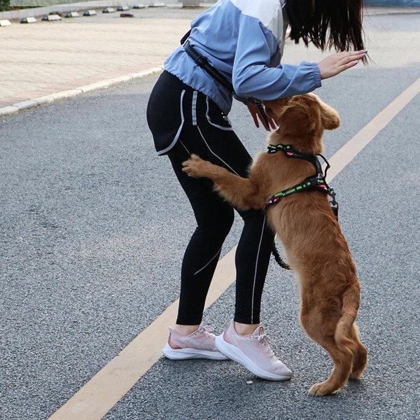 DOGZIP-3831127639294-N-65__300426